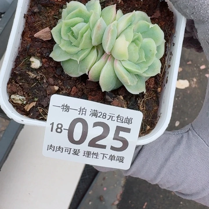水晶虾饺无盆土发货多肉多