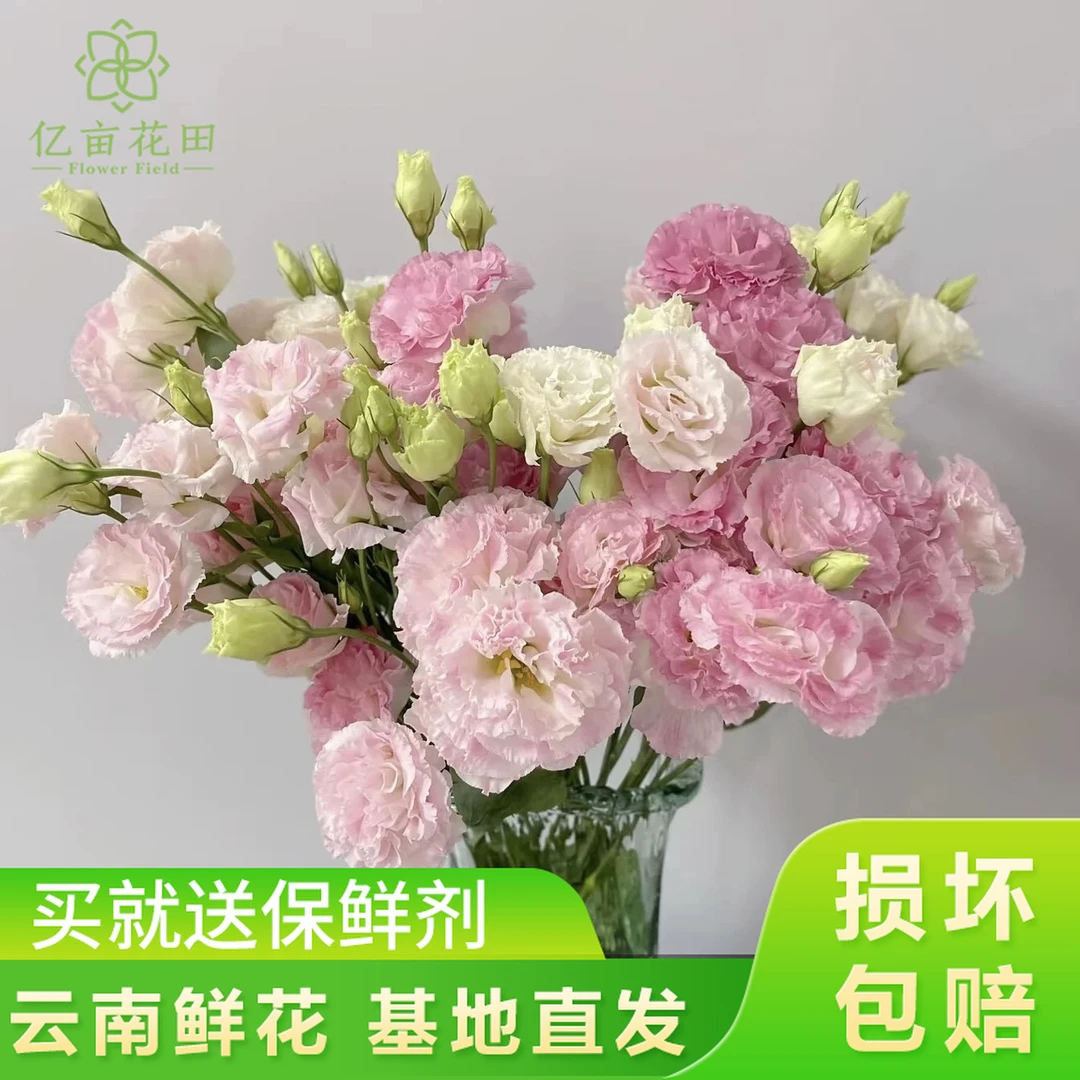 亿亩花田 洋桔梗无刺玫瑰鲜花云南直发家用插花办公室包邮