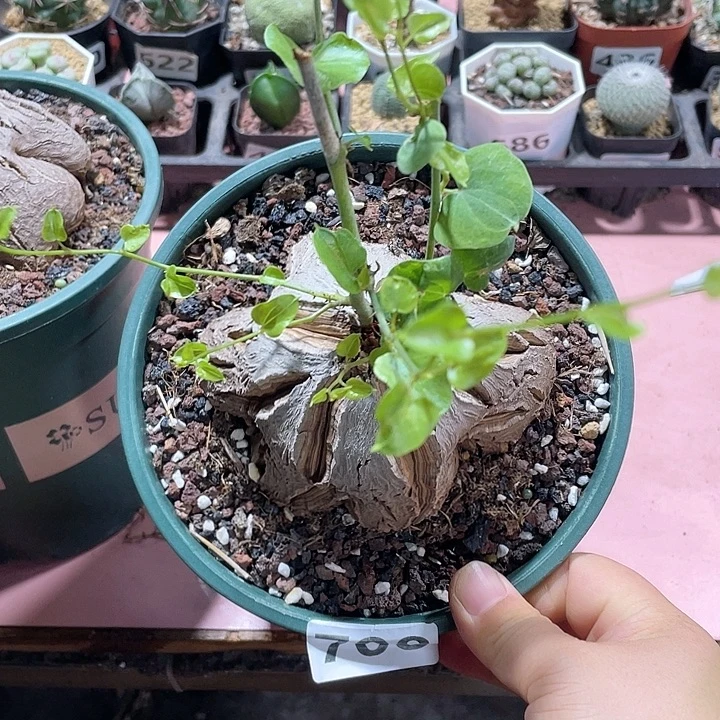 708超大象足龟甲龙