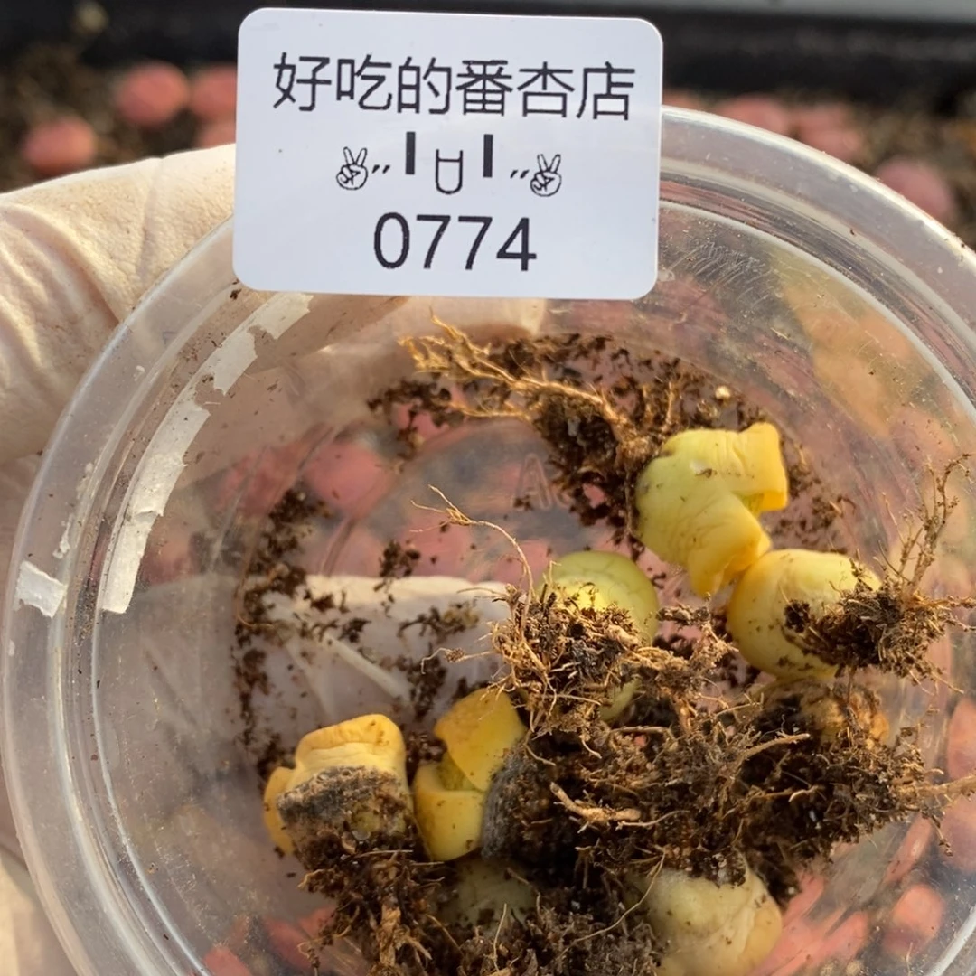 s***e0774。零下拍保温。