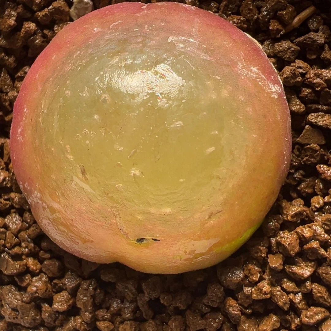 2.8厘米灯泡母本带盆多肉