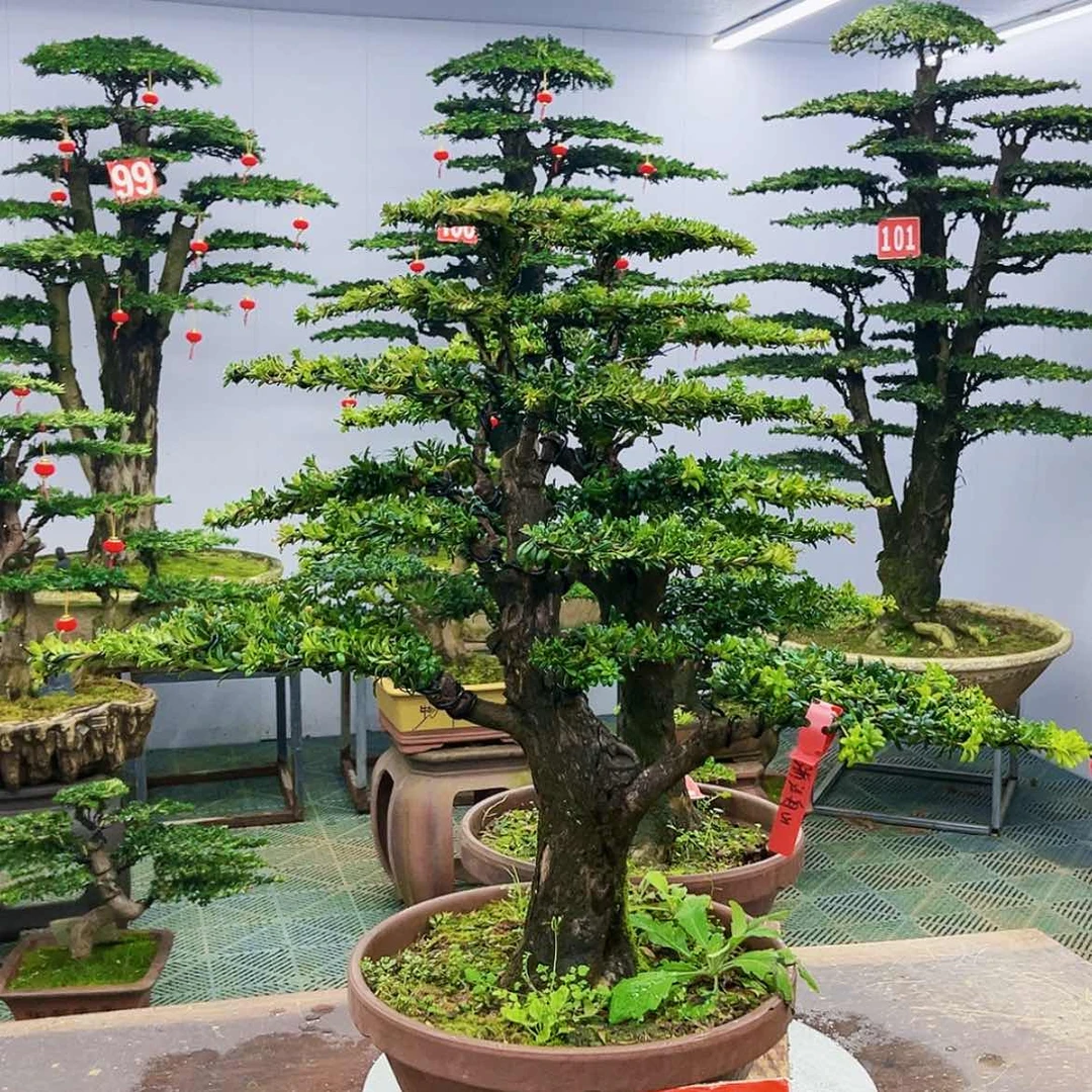 【闪购商品】罗汉松盆景艺术