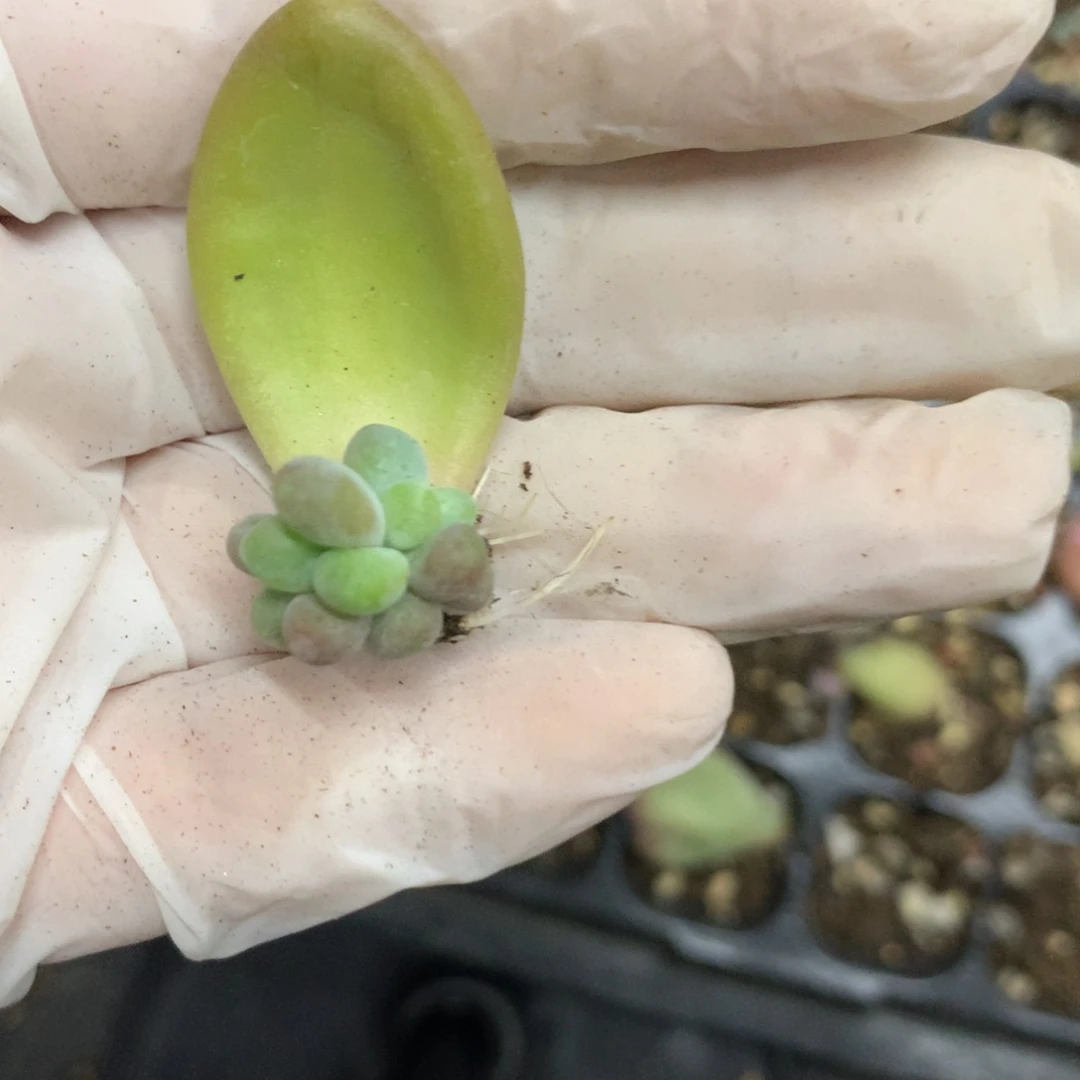 芒果奶酪多肉芒果奶