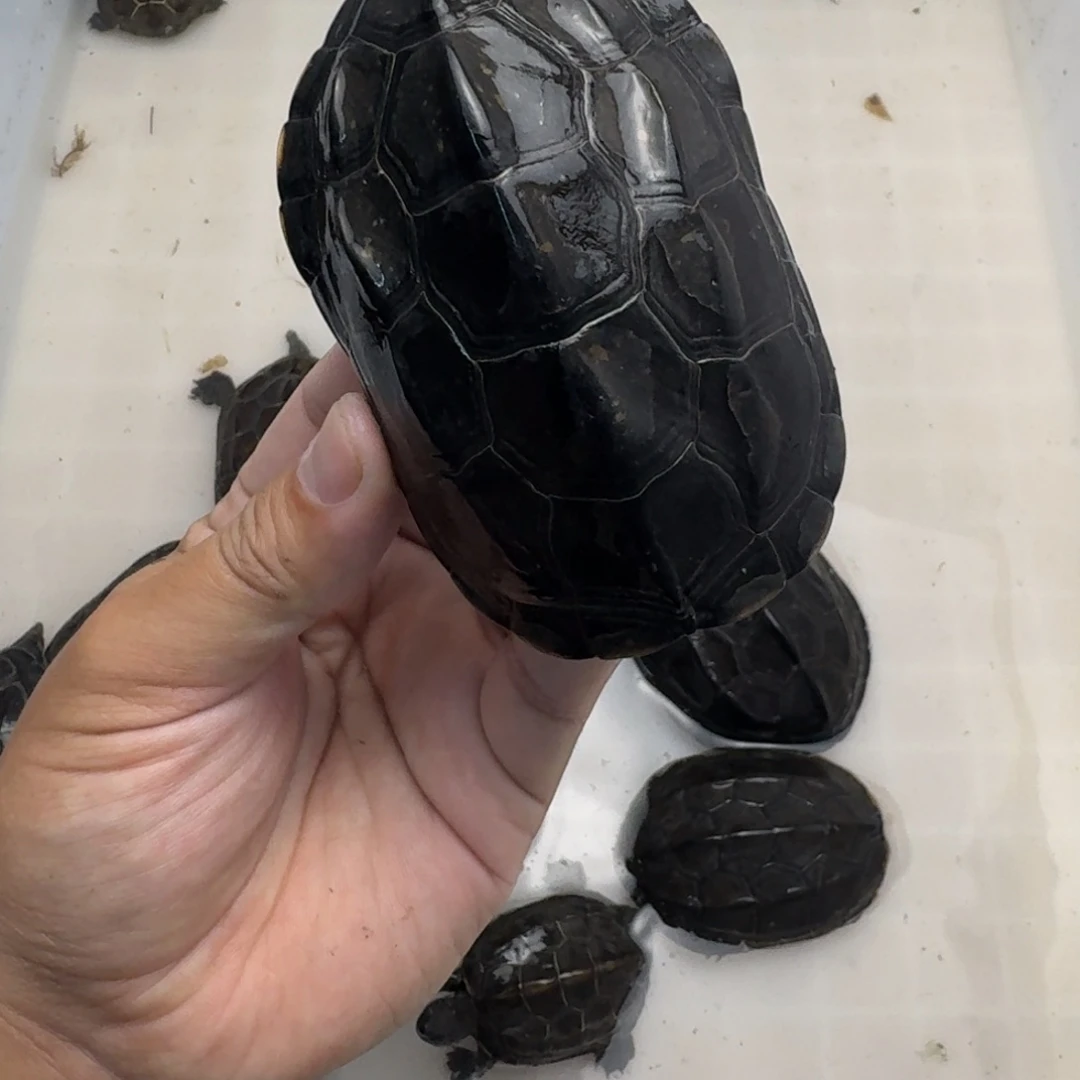 绿毛龟公苏北墨龟