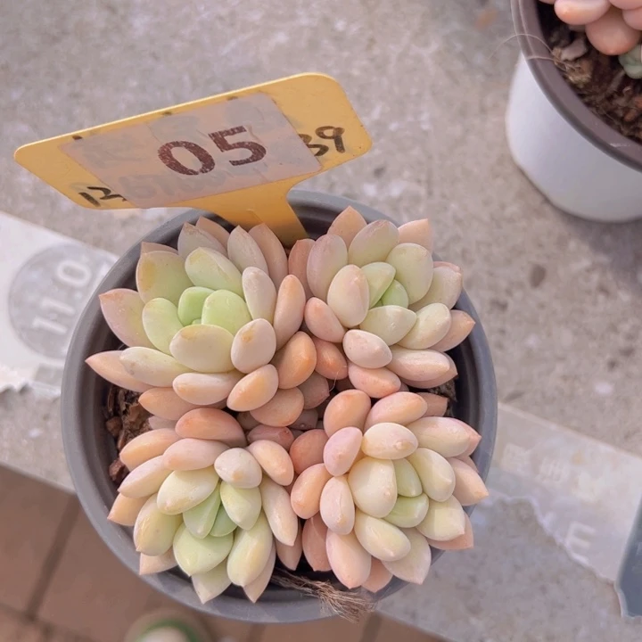 健健康康平平安安