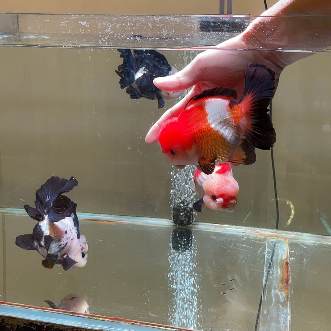 海水鱼原泰金鱼京东到付