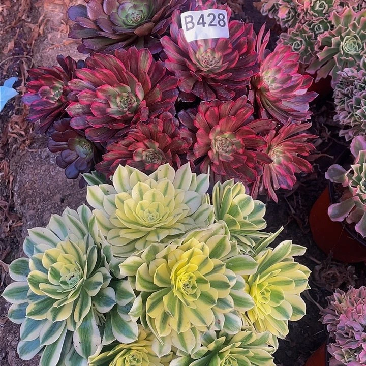 多肉法师428号组合红精钢➕迈巴赫不包损