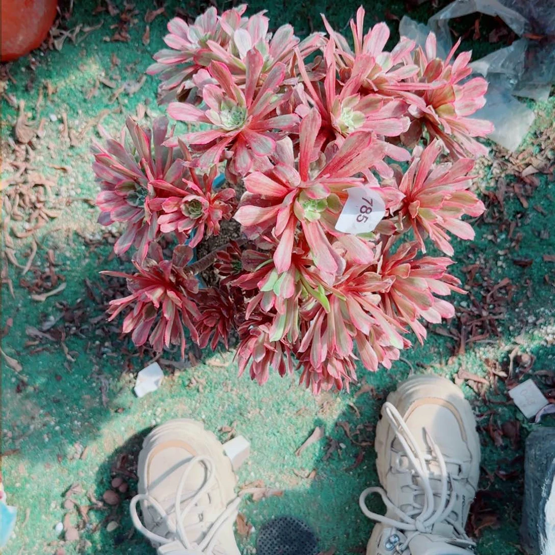 粉黛法师多肉785