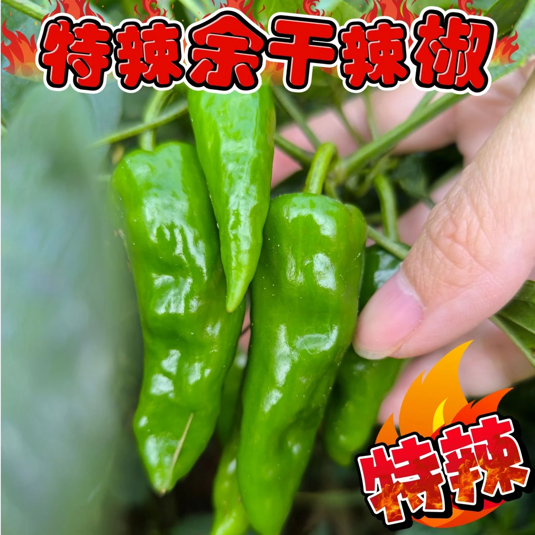 余干辣椒新鲜余干辣椒薄皮特辣青椒农家下饭必备原产地蔬菜香辣