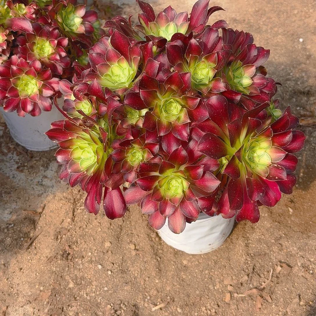 韶华老庄多肉植物