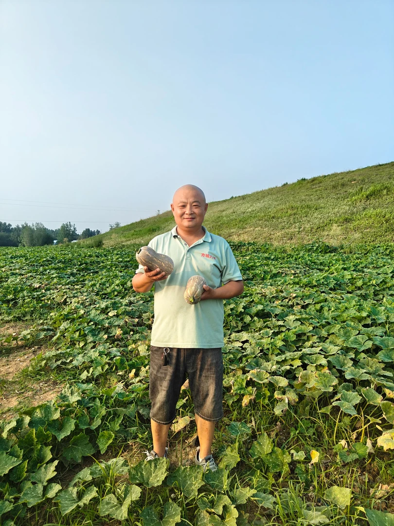 河南应季沙土地种植金香小南瓜口感干面香甜蒸煮熬粥特别好吃包邮