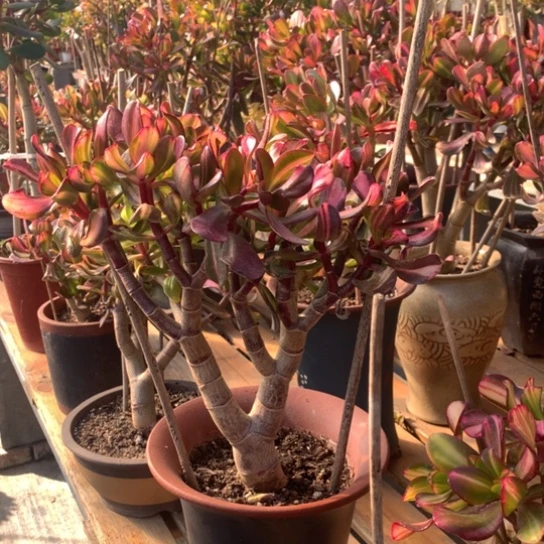 d*zA66卷叶脱土发货