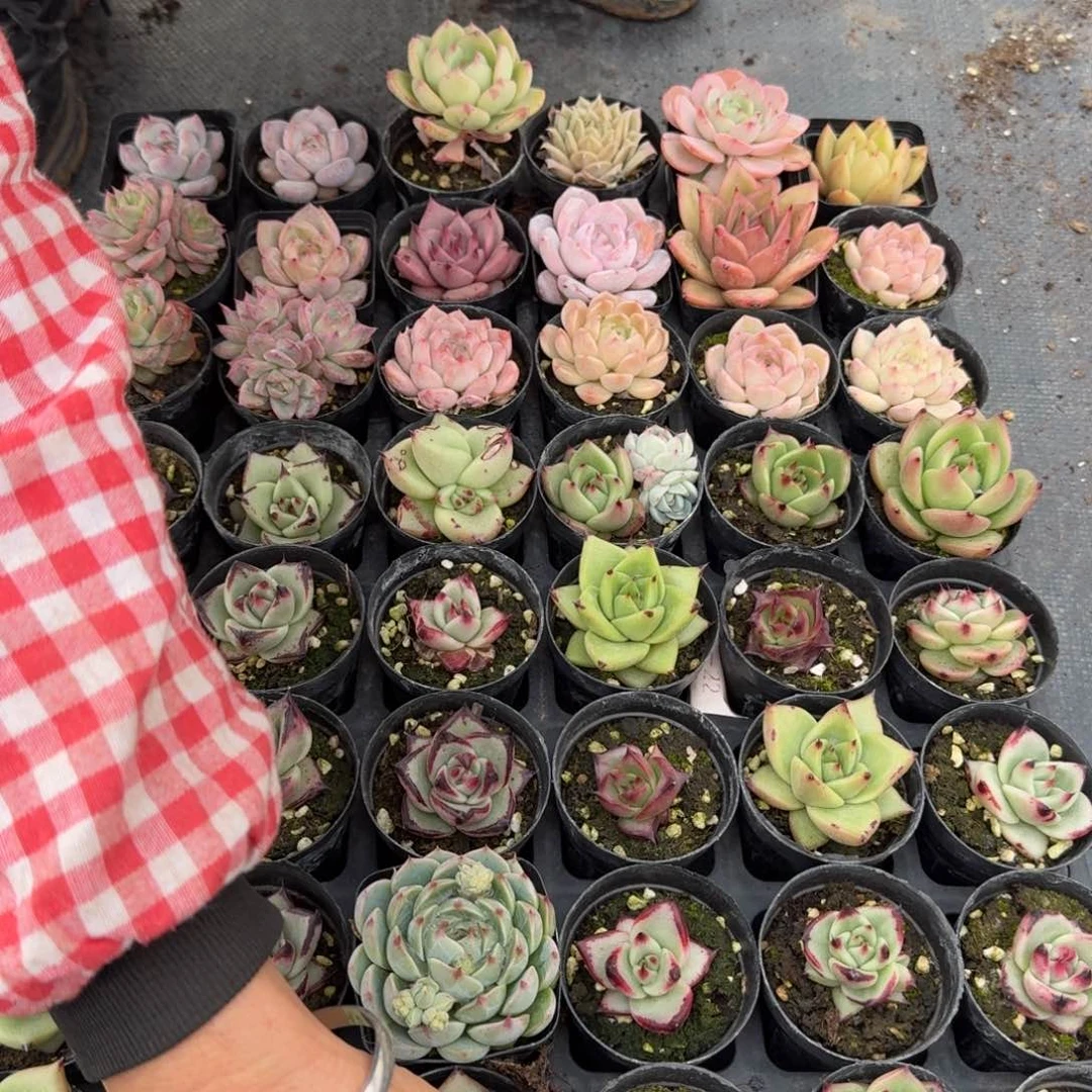 多肉杂交一物一拍17-158