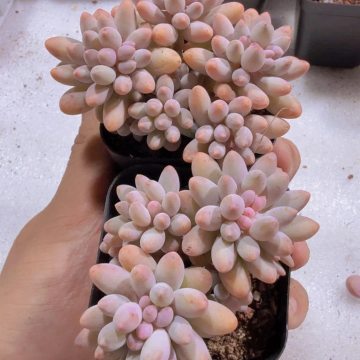 优选婴儿手指一颗