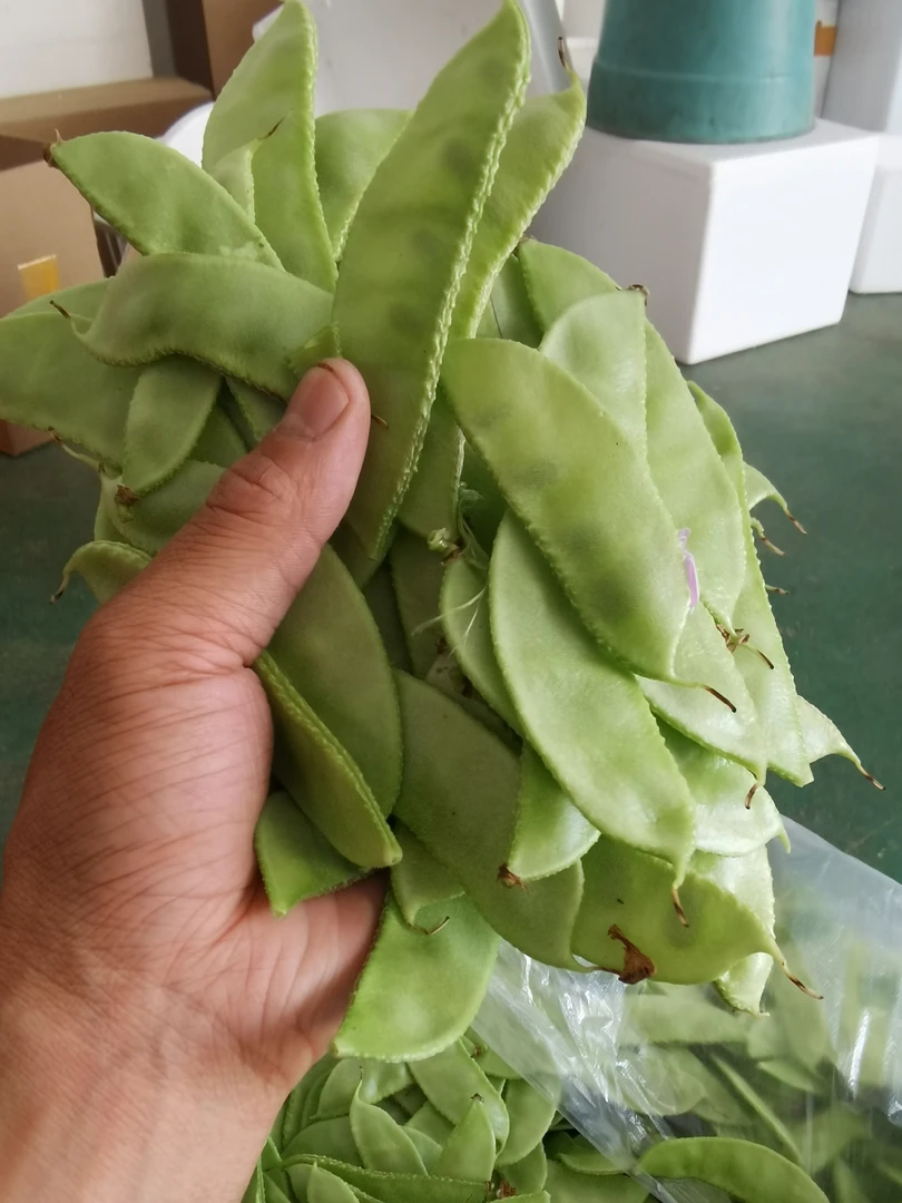农家露天种植扁豆峨眉豆蔬菜