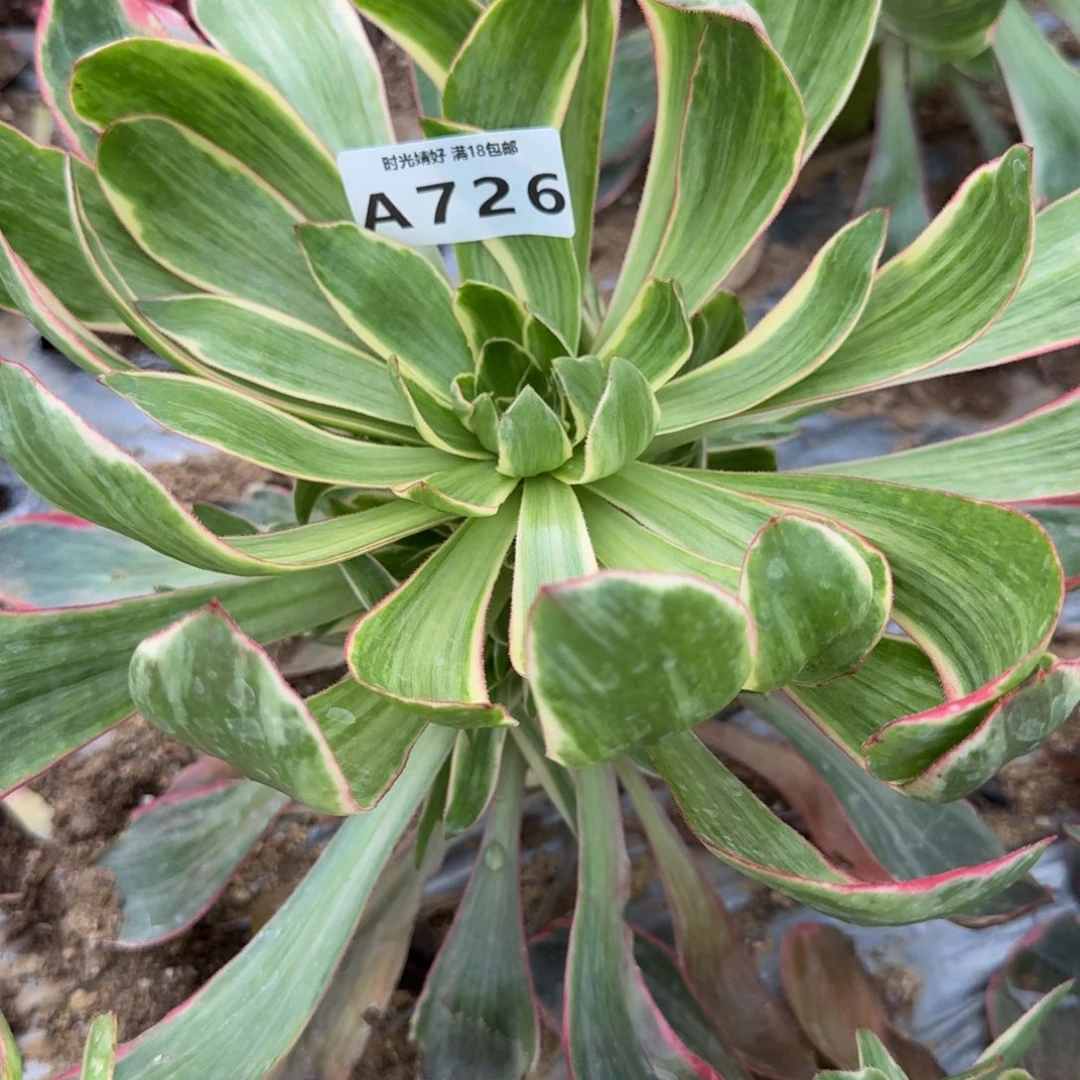 花***朵726恶魔之眼到秋。多肉植物
