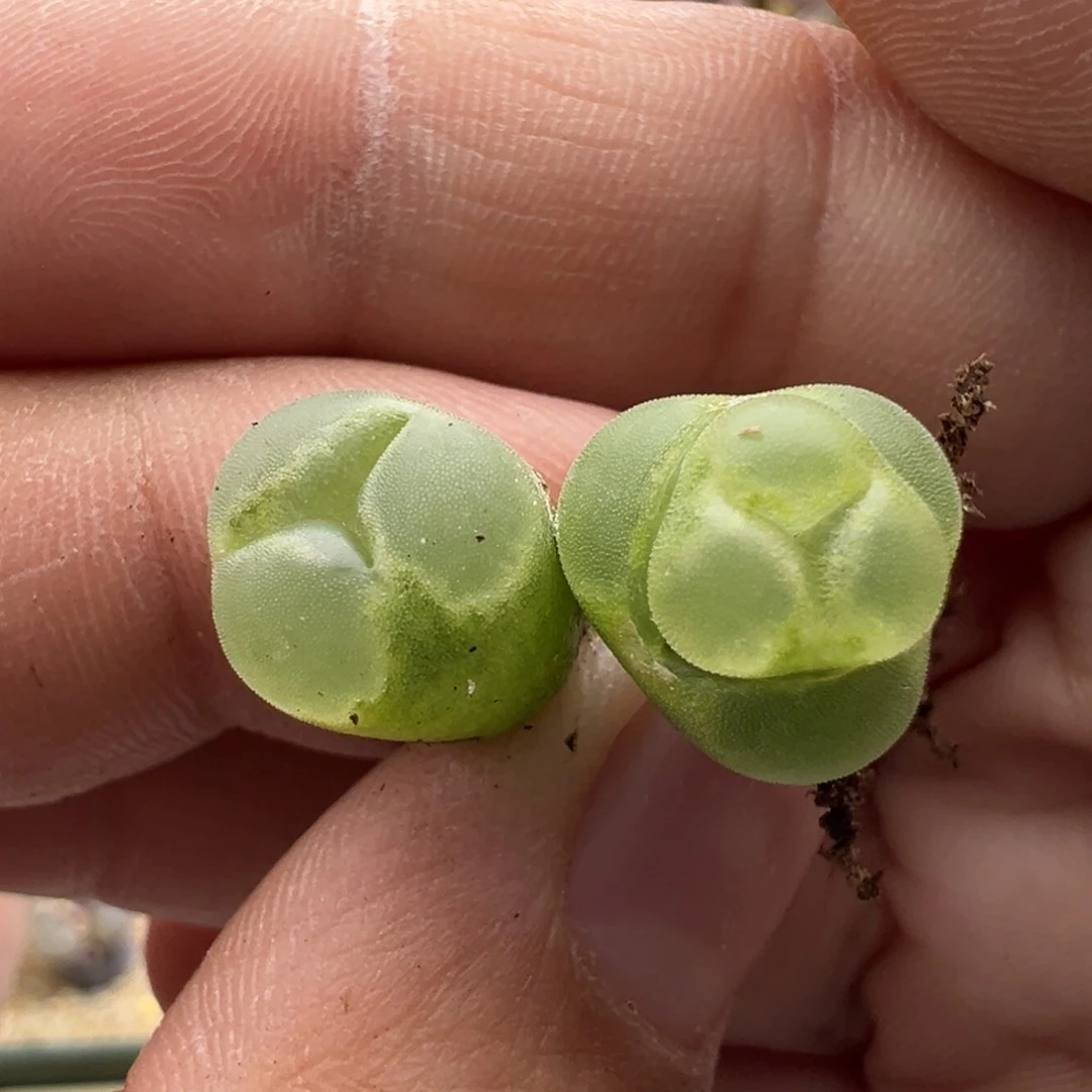 446。Y400 柏实多肉植物