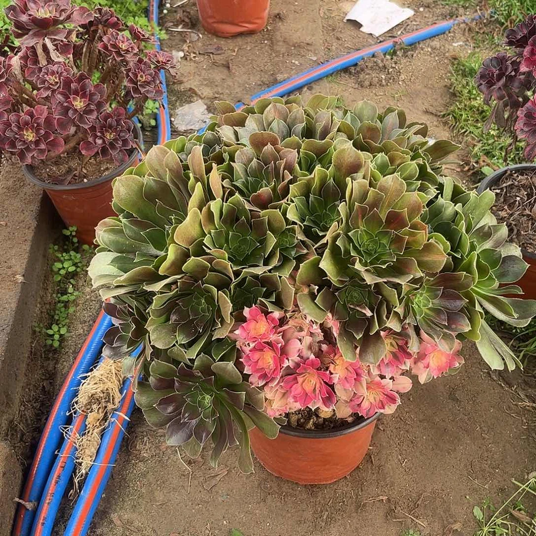 7男神中班法师多肉植物