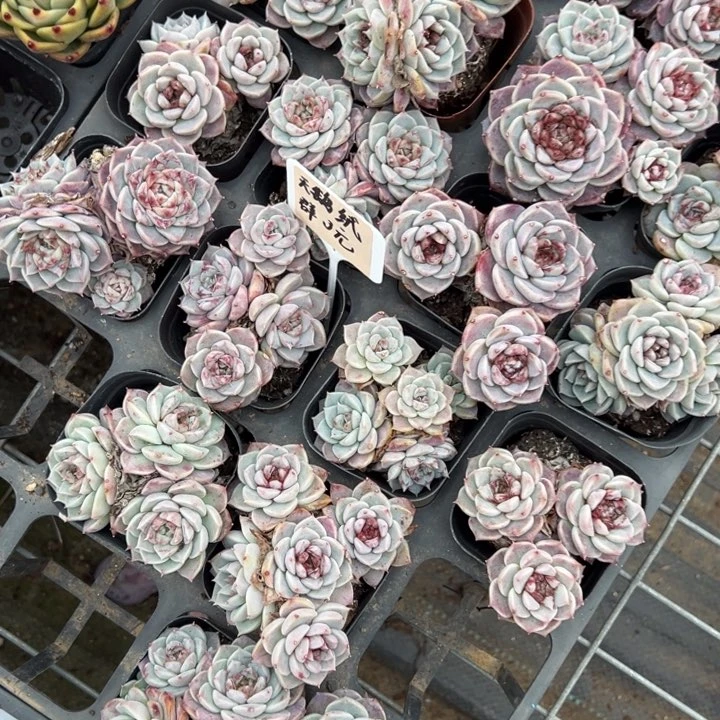 天鹅绒三头起一颗量拍多肉满20包邮初7发