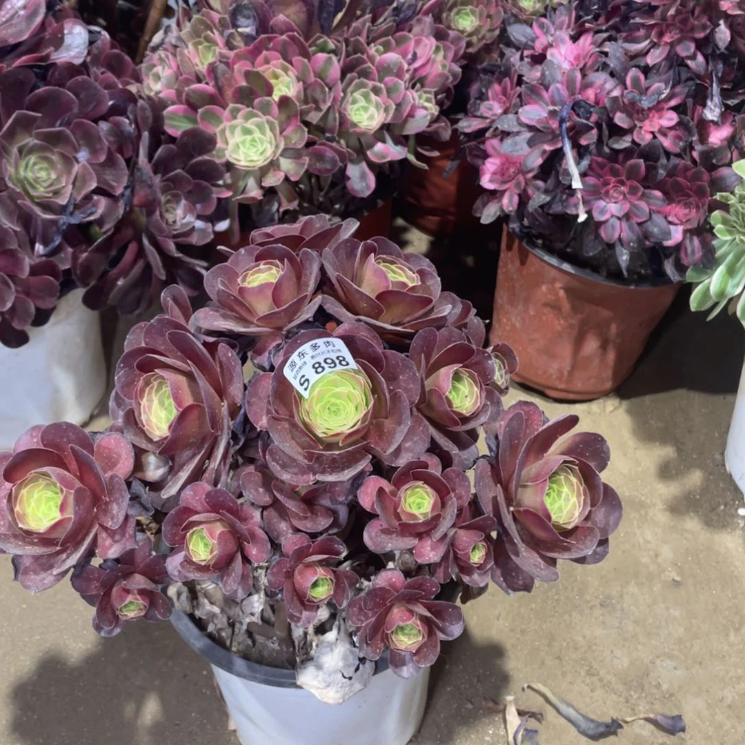 898魅金玫瑰多肉法师断枝不包