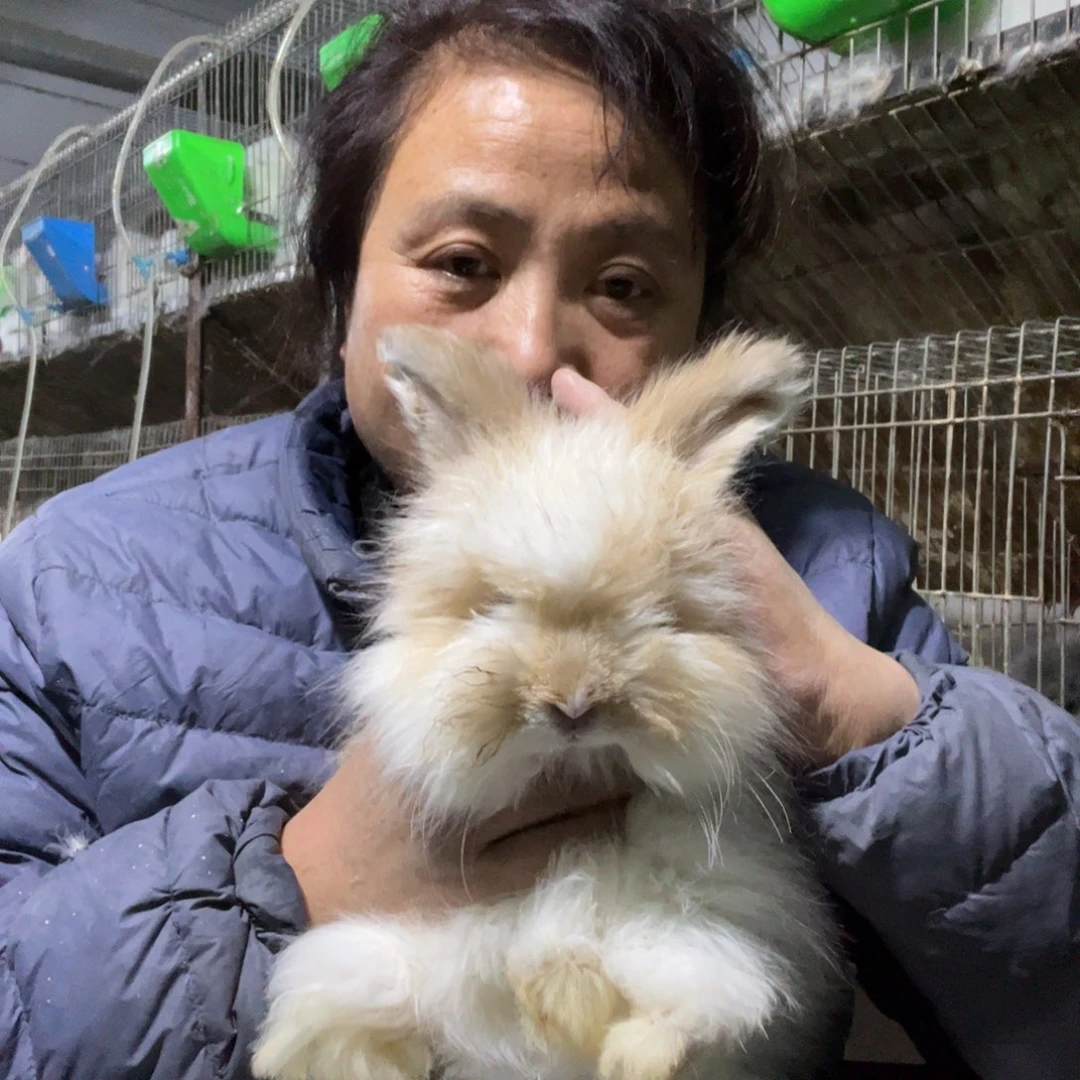 宠物兔英系安哥拉兔