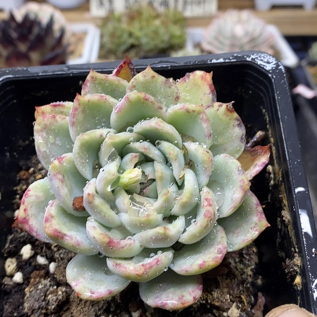 0423 不知名东云锦有血斑