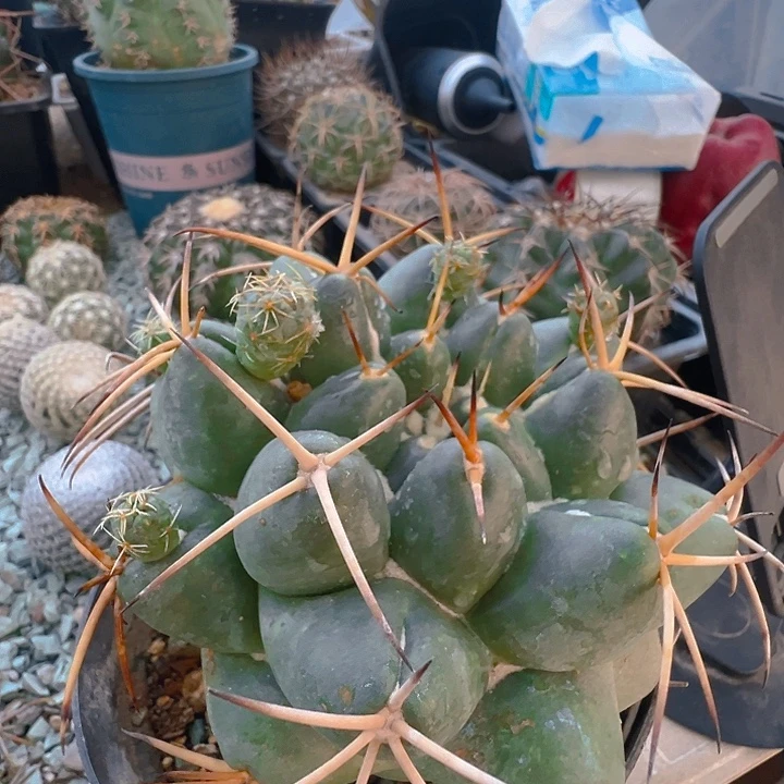 象牙。安宅。  自根。 养定。