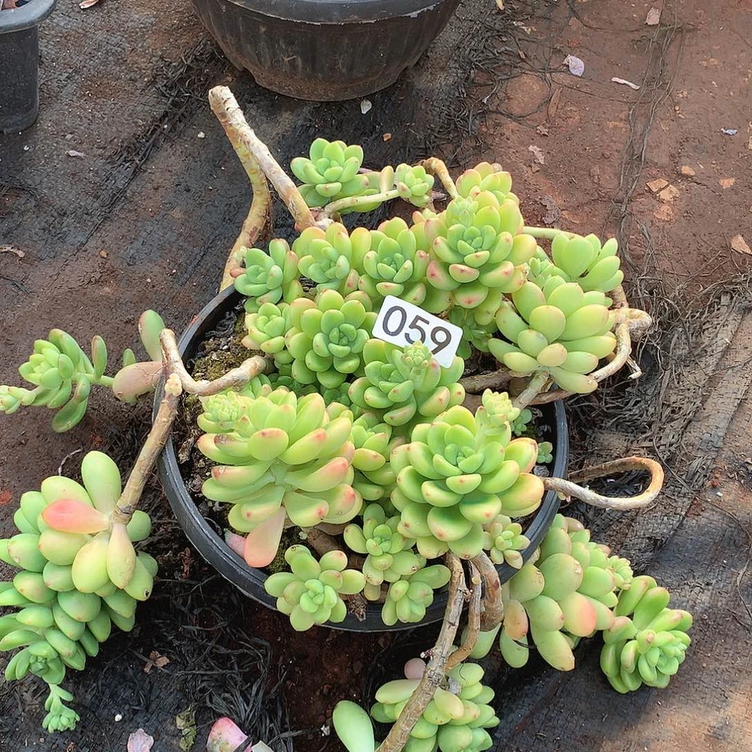 059香格里拉一物一拍多肉