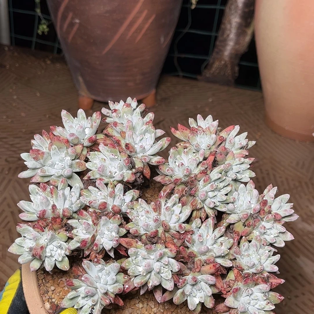 2364白姆瑞吉娜仙女杯多肉