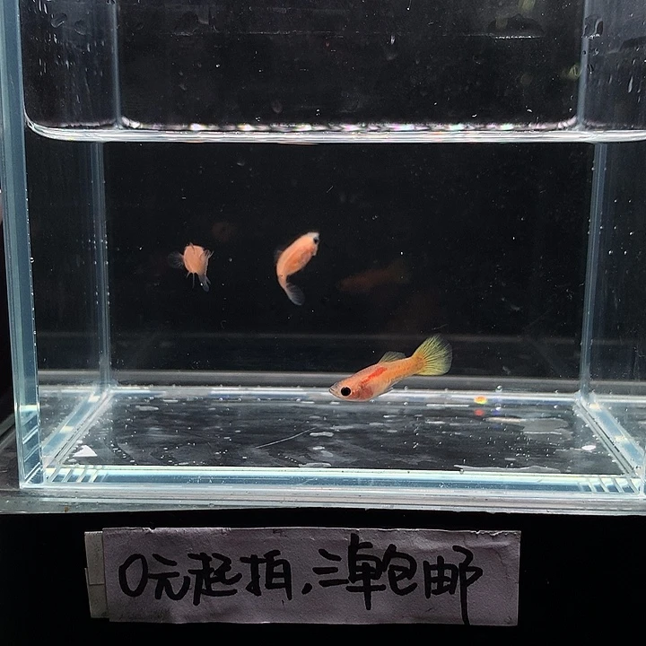 孔雀鱼黄蕾丝玻璃猫一公二母