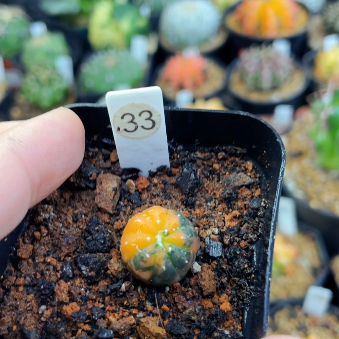 心**念1cm 盆5公分满25包邮裸根发货