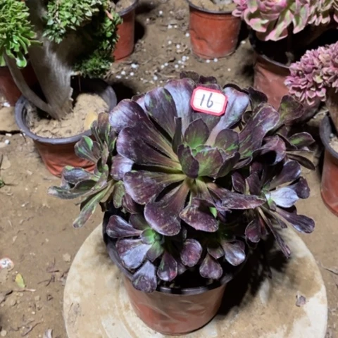 圆叶水墨丹青一物一拍