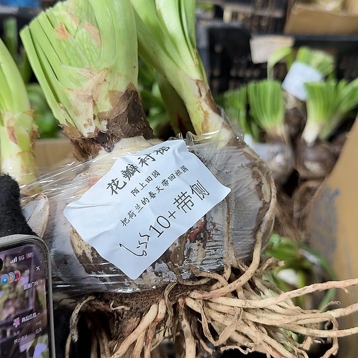 花瓣衬裙10➕带侧闪购