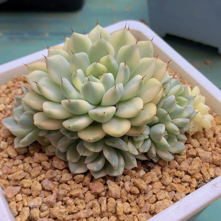 心***飞妲己锦群生脱土发