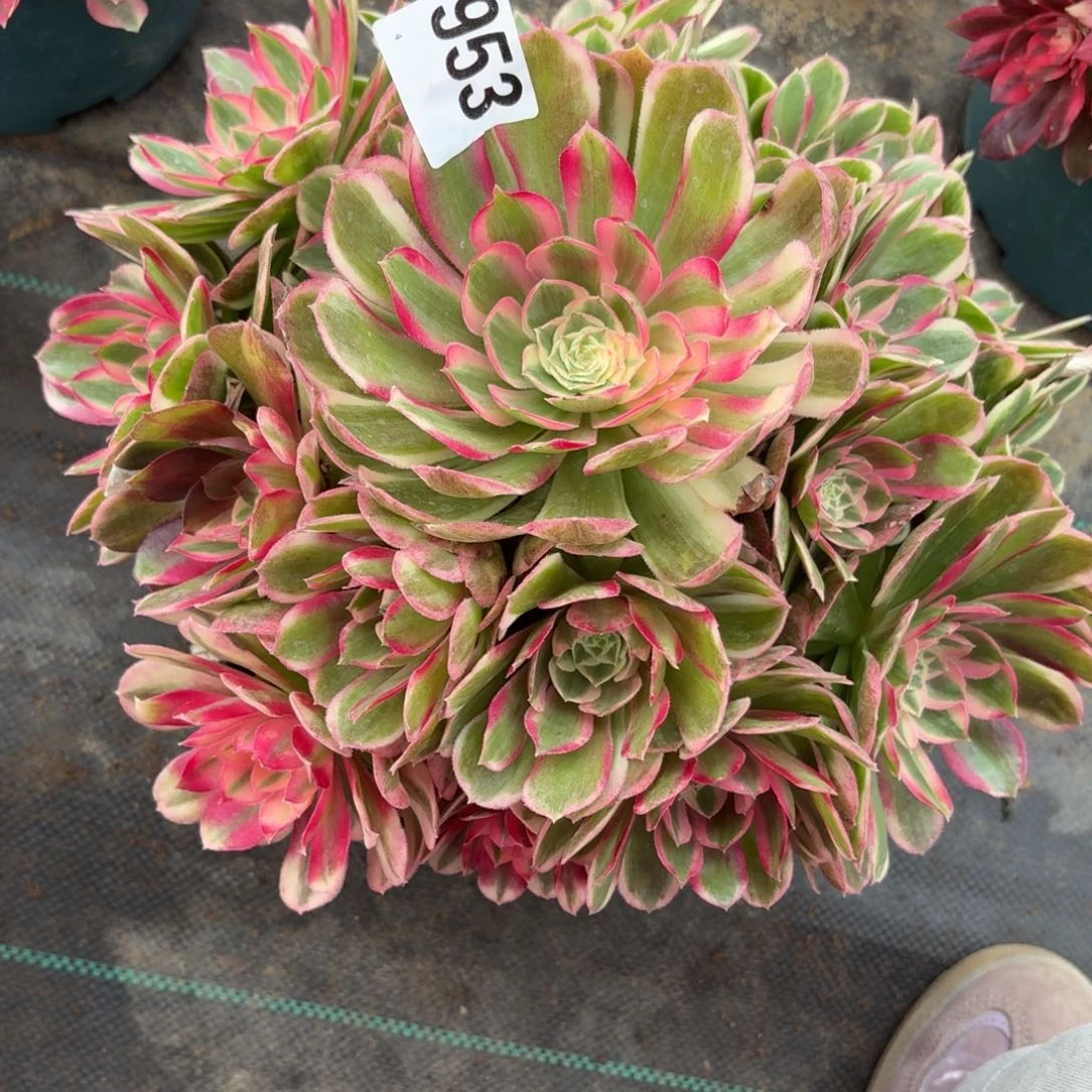 953孔雀林多肉植物福利