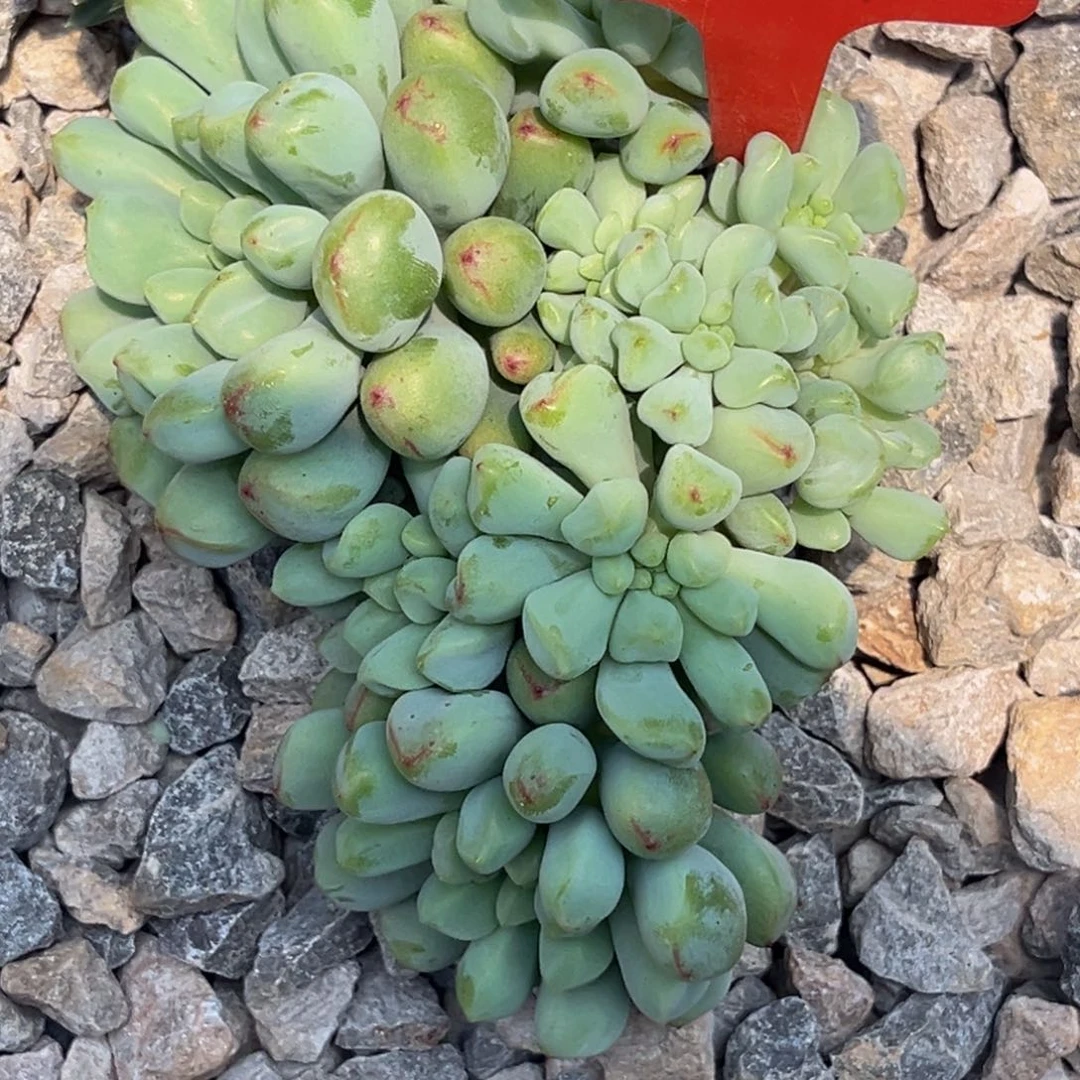 2431号上午多肉植物群生多肉