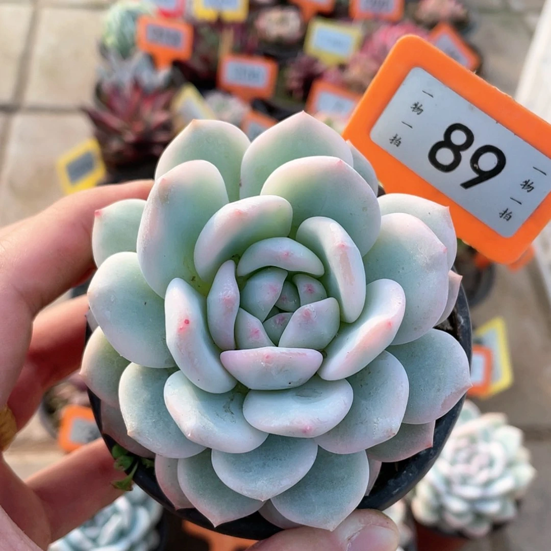 【闪购商品】89号的