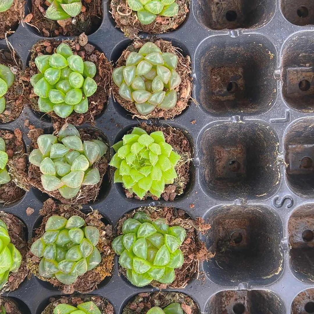 直播福利一物一拍64