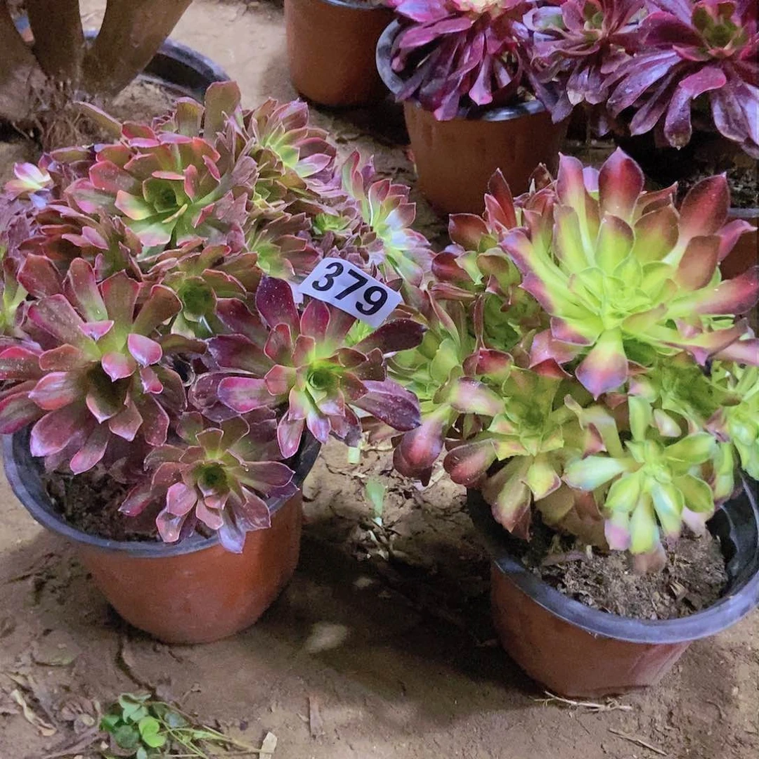 379两个老庄朵朵特价不周正