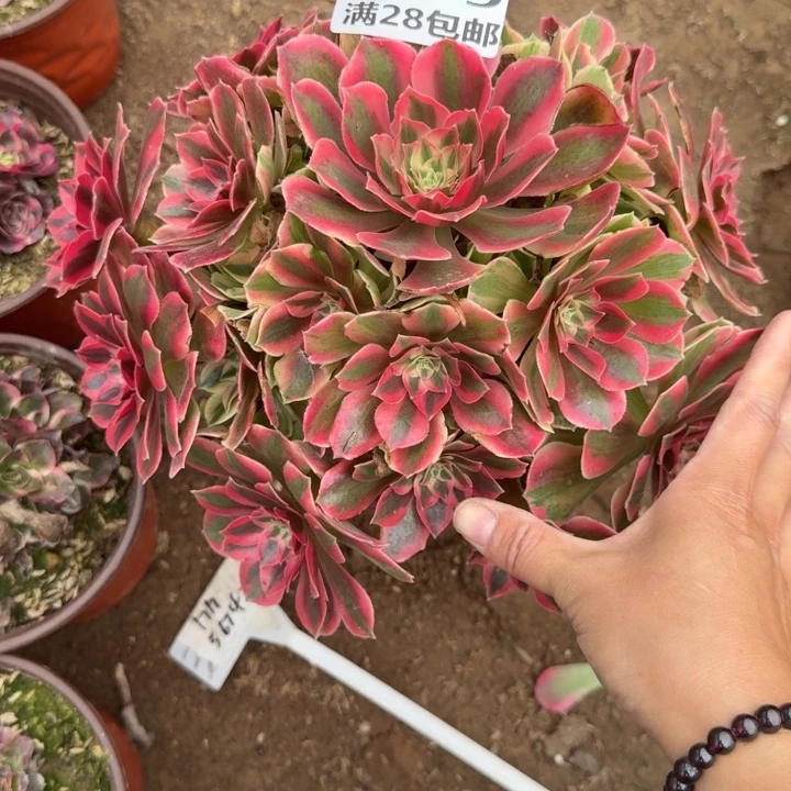 1099二号棚女妖多肉A