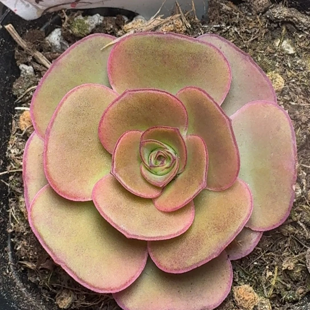 上播福利-164-冠幅4cm