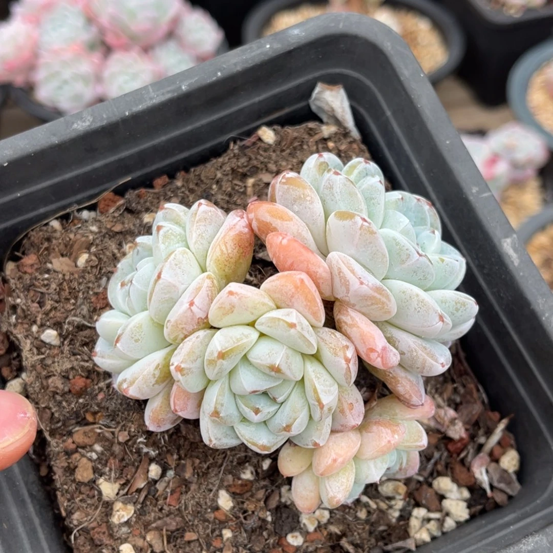 老桩冰玉满68包邮