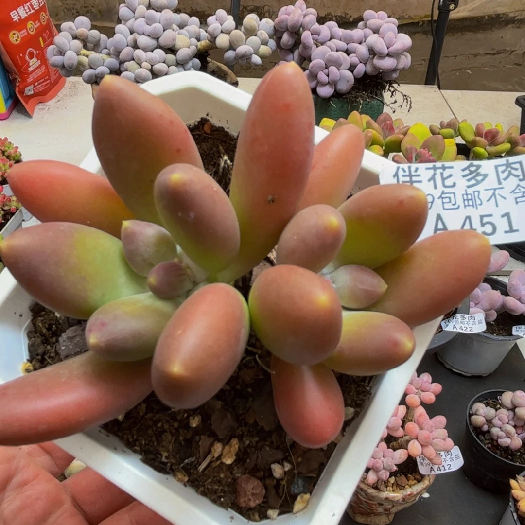 451/8cm芒果奶苗多肉植物