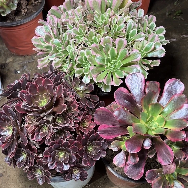 多肉植物法师3颗50