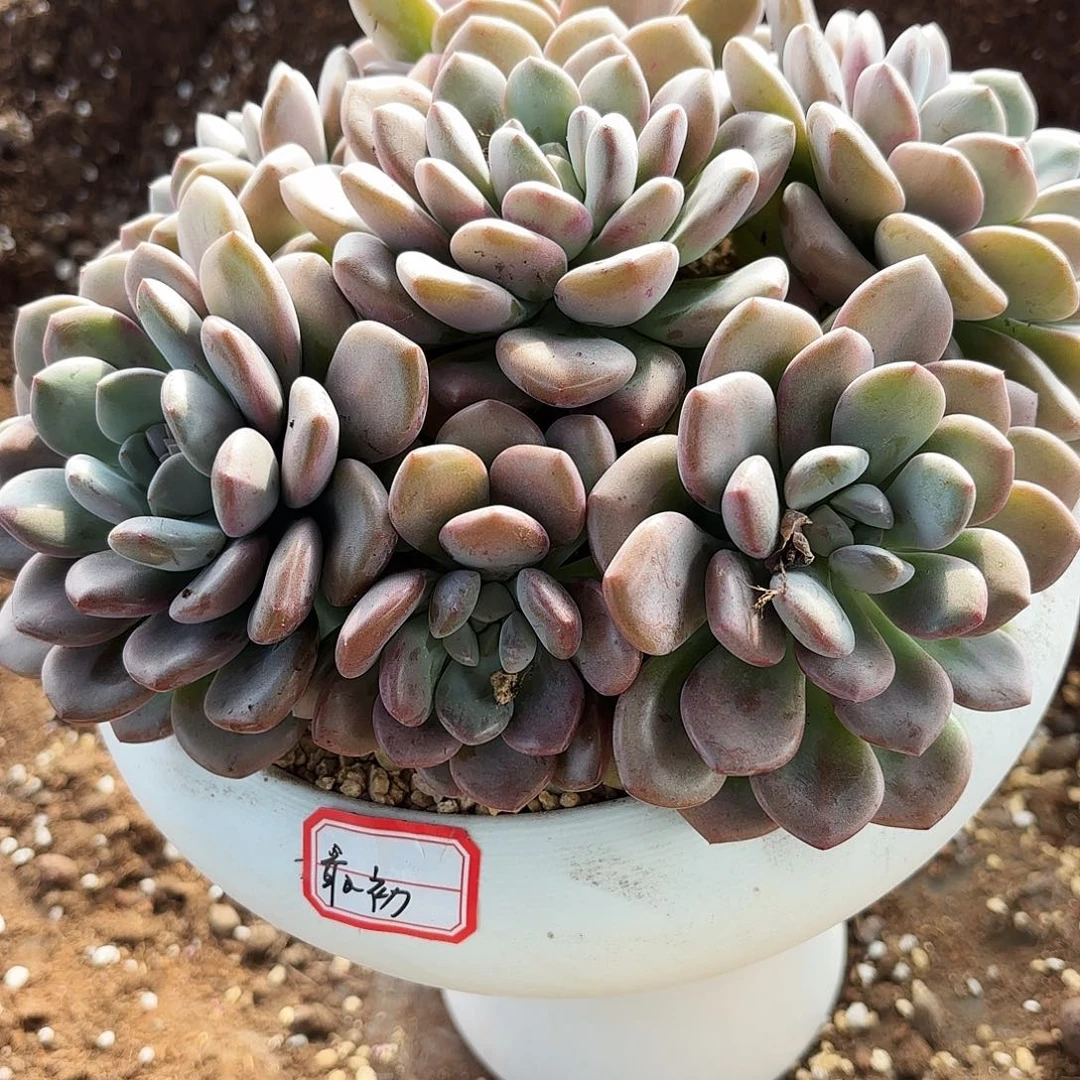 最*?貂蝉多肉寄养带盆