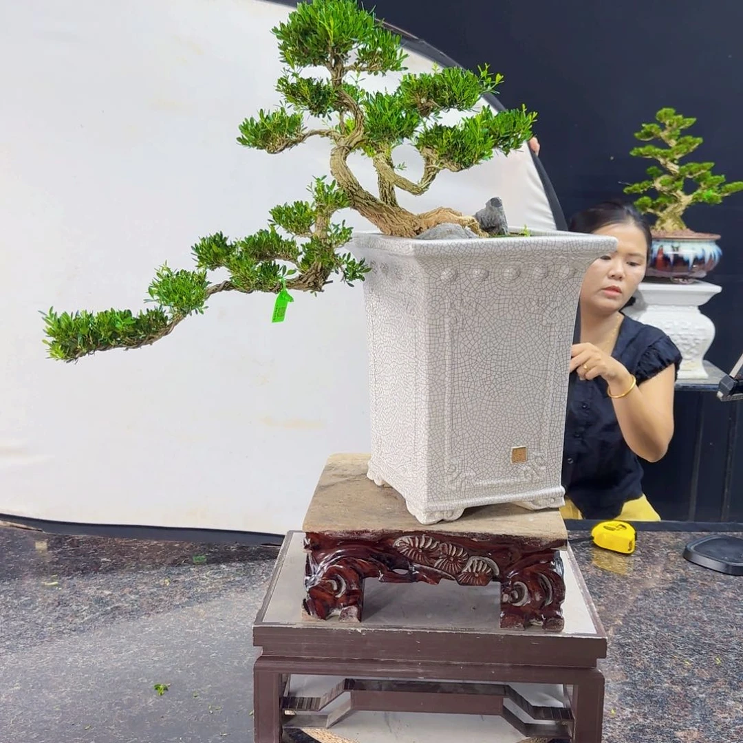 当前无花朵，栽培后可花朵
