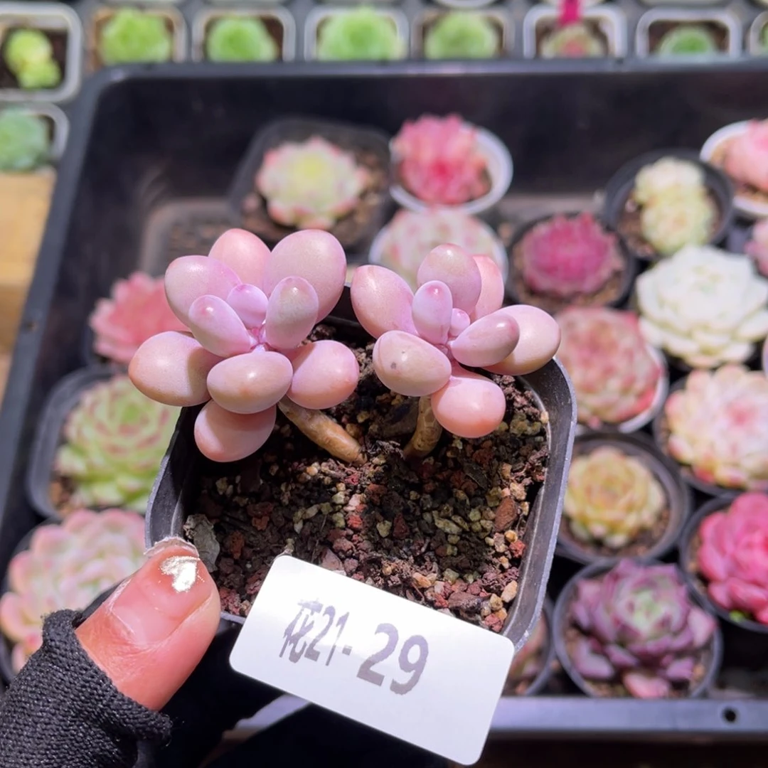 花21-29桃蛋双头