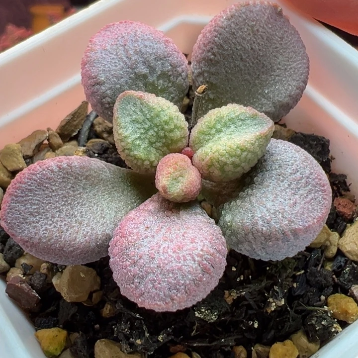 口***妹           吉祥如意。