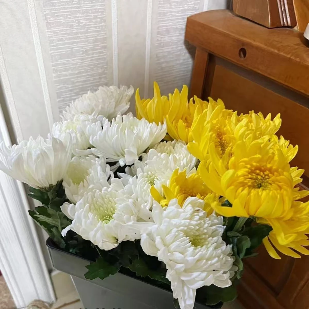 黄白菊广州基地直发新鲜采摘清明花束一件包邮到家