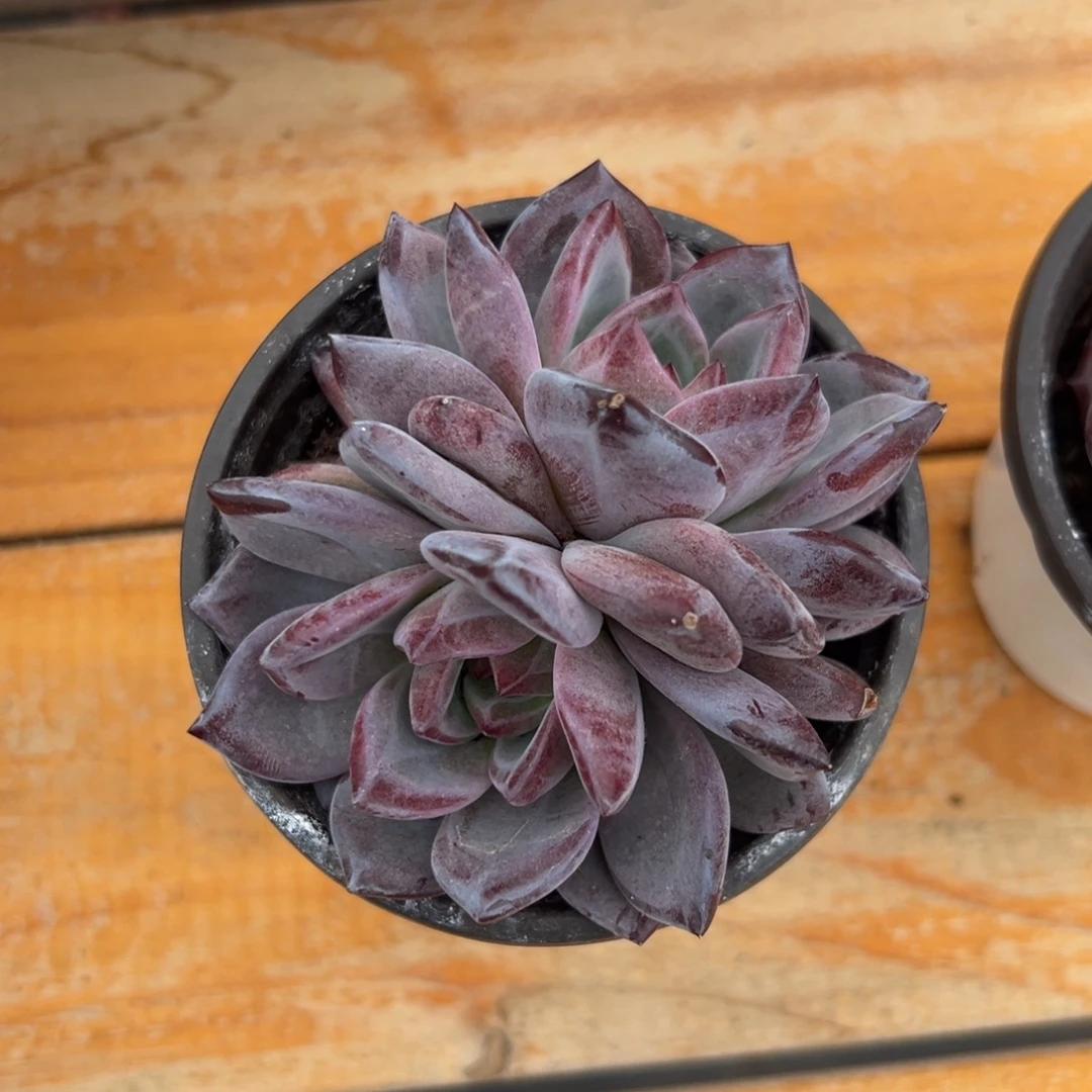 多肉植物双头夜魔侠